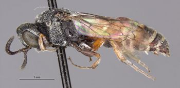 Media type: image;   Entomology 23399 Aspect: habitus lateral view